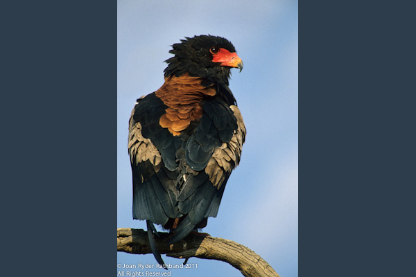 Adult Bateleur Eagle