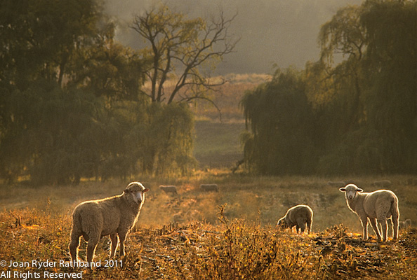 Backlit Sheep, Clarens, Free State, South Africa