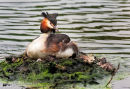 Nesting Great Crested Grebe With Chick